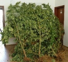 Slika PU_SD/Trilj marihuana.jpg